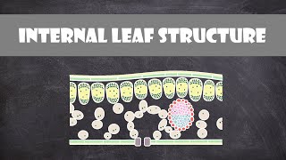 Internal Structure of a Leaf  Plant Biology [upl. by Lusar]