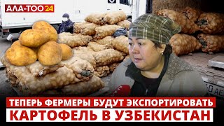 Теперь фермеры будут экспортировать картофель в Узбекистан [upl. by Gurolinick]