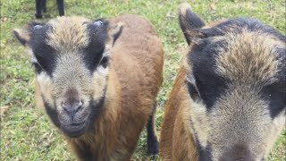 Die Kamerunschaf Lämmer  Die Kleintierzüchter [upl. by Anoyek]