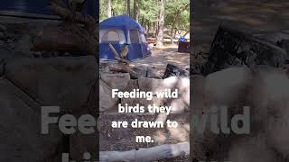 feeding wild birds Cochise County [upl. by Yule]