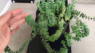 Crassula Perforata String Of Buttons Care And Propagation Tips [upl. by Santoro501]