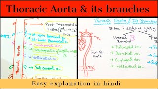 Thoracic Aorta  Branches Anatomy  Easily explained  Hindi [upl. by Ennaegroeg316]