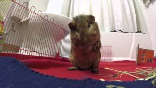 Guinea Pigs in Slow Motion A Pig Odyssey [upl. by Rozanne689]