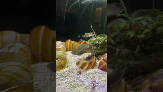 lamprologus speciosus breeding behavior animals fighting despicableme aquarium cuteanimals [upl. by Akkina]