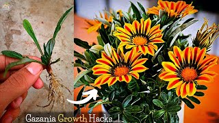 4Tricks To Maximize Gazania Flower Plant Growth Try Now [upl. by Zeiler677]