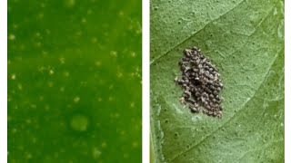 Identify and treat citrus leaf miner and citrus black fly eggs and damage Day 1 pest control [upl. by Seugram]