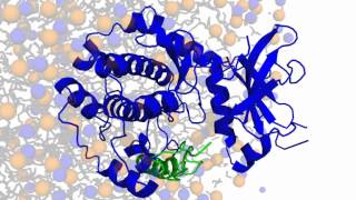 Phospholamban  protein kinase A interactions [upl. by Eirahcaz513]