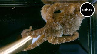 Do octopuses dream Brain recordings provide the first clues [upl. by Madden]