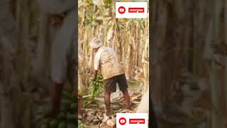 La culture de la banane plantain en Afrique [upl. by Durware]