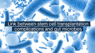 Stem cell transplantation complications are linked to changes in the gut microbiome [upl. by Edyak]