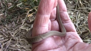 Dekays Brownsnake Storeria dekayi  A Great Snake For Gardeners [upl. by Janetta]