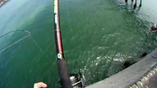 Thresher Shark Fishing on the Pacifica Pier  California Shark  3 [upl. by Natividad507]