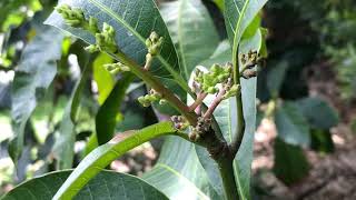 Protegiendo la flor del mango [upl. by Airod958]