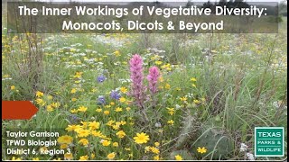 The Inner Workings of Vegetative Diversity Monocots Dicots amp Beyond [upl. by Rudwik489]