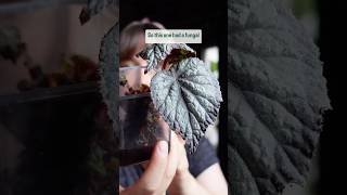 Watch full video here ⬆️ begonia repotting plantcare plants houseplants indoorplants [upl. by Tserrof519]