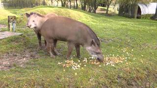 Brazilian Tapirs at Linton Zoo Tiana and Thiago meet for the first time Dec 2012MOV [upl. by Nevak]