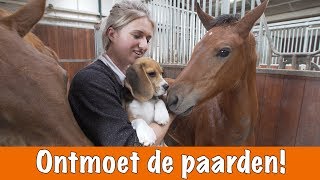 Paarden voorstellen  het nieuwe zusje van Eve  PaardenpraatTV [upl. by Arri]