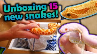 Unboxing 15 New Snakes Mostly Hognoses [upl. by Assilav733]