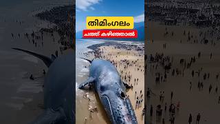 നീല തിമിംഗലം ചത്ത്‌ കഴിഞ്ഞാൽ bluewhalefacts malayalam shorts [upl. by Deeyn591]