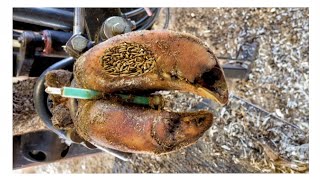 SHOCKING truth about cutting and trimming cow hoves many screws stuck in the hooves Ep5 [upl. by Annayrb]