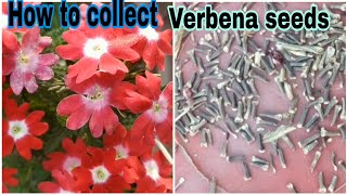 How to collect and store verbena flower seeds for next seasonverbenaseedverbena [upl. by Ellebasi705]