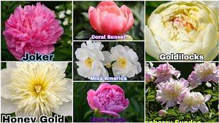 Peony Varieties  41 Different Types Of Peony Varieties with Names [upl. by Mariande]