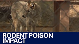 Rodent poison harming Phoenix area coyotes group says [upl. by Corabel601]