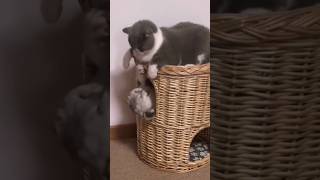 Funny Animals 2024😄Funniest Cats And Dogs Video🐈🐕242 Shorts [upl. by Atiana]