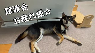 保護犬黒柴、2回目の譲渡会。結果は‥ [upl. by Hogan]