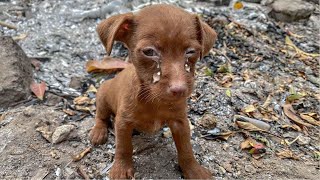 Rescue of a Scared Abandoned Puppy with a Broken Heart  a miracle came to it [upl. by Yllime986]