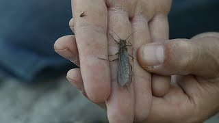 Life cycle of the stonefly on the Yellowstone River [upl. by Roter770]