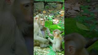 Adorable Julina Baby Monkey Feels Alone monkey cuteanimals cute [upl. by Esinahs]