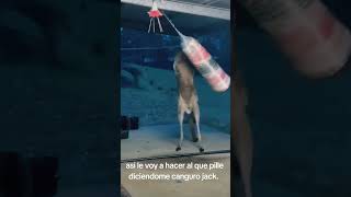 Estas advertido Canguro jack [upl. by Isman719]