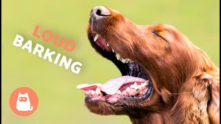 Dogs BARKING LOUD Compilation 🐶🔊 See How Your DOG REACTS [upl. by Jerrol]