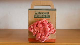 Pink Oyster Mushroom Time Lapse Life Cykel Coffee Mushroom Box [upl. by Odlareg]