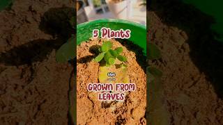 पत्तों से उगाएँ 5 खास पौधे 🌱  Propagation from leaves ☘️ leafpropagation plantpropagation leaves [upl. by Kifar]