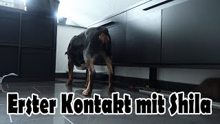 Die Katzen kommen  Unsere Katzenbabies  Nici [upl. by Salter]