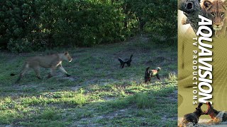 Epic Wildlife Showdown Lions vs Honey Badgers 🦁🍯🦡 [upl. by Bert]