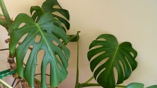 Repotting a 32 Year Old Monster  Monstera deliciosa cheese plant [upl. by Tam]