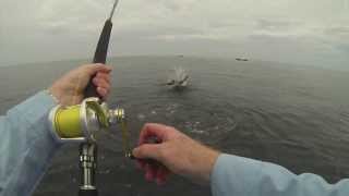 How to catch a Sailfish in 7 seconds [upl. by Mia]