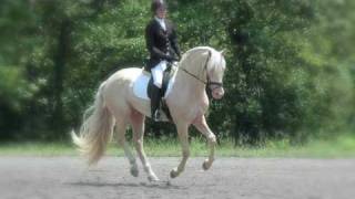 Saphiro  Cremello APSL Revised Lusitano Stallion [upl. by Innos]