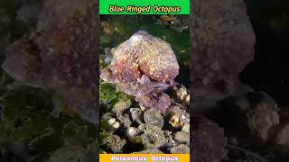 Blueringed octopus bite shortsvideo shorts [upl. by Banna]