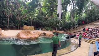 Sealion Show2024 Splash Safari Singapore Zoo [upl. by Tillinger]