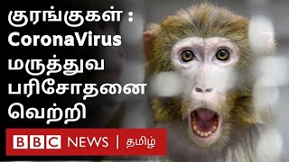 Coronavirus vaccine குரங்குகள் மீது நடத்தப்பட்ட ஆய்வு Macaque monkey trial gives hope [upl. by Dira756]