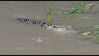 Saltwater Crocodile at Sunderbans National Park West Bengal [upl. by Domenic]