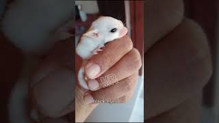 Review Sugar Glider Leucistic [upl. by Ak]