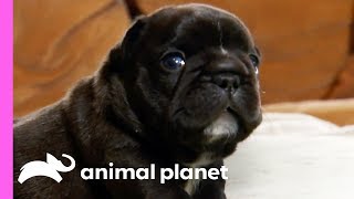 Adventurous French Bulldog Pups Can Get Up To All Sorts Of Mischief  Too Cute [upl. by French]