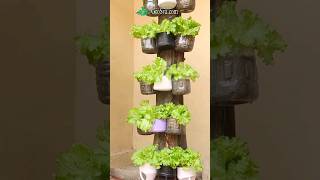 Gardening Ideas for Small Space  Vertical Gardening [upl. by Rudiger255]