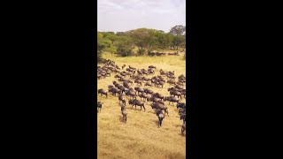 The Great Kenya Migration Safari [upl. by Akeyla680]