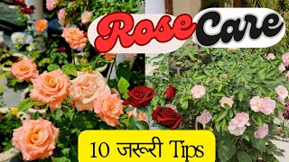 Rose Plant Care In November 10 Tips for Rose Growing गुलाबGulab Best Fertilizer [upl. by Con]